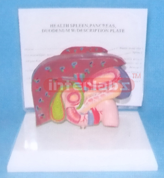 HUMAN LIVER, SPLEEN, PANCREAS & DUODENUM MODEL WITH PLASTIC BASE